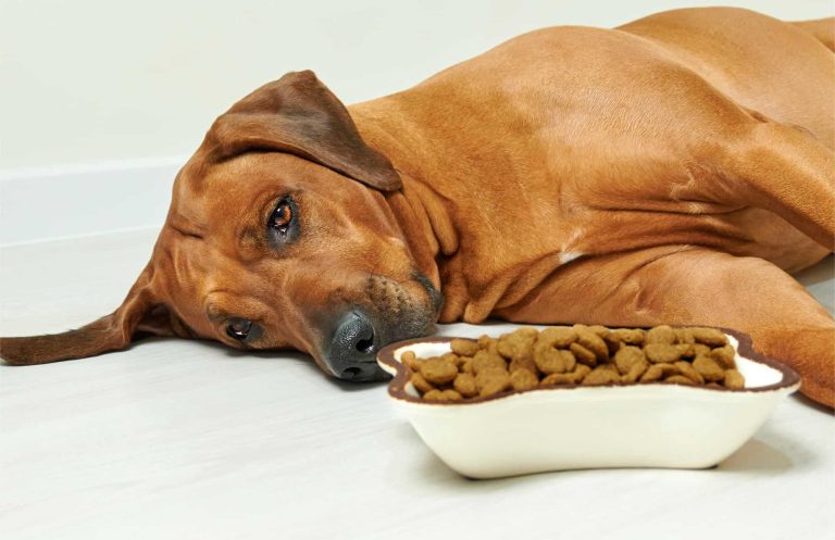 iStock-1303308192-1-1