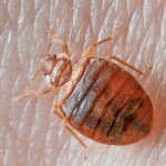 bed-bug-on-skin-1024x768