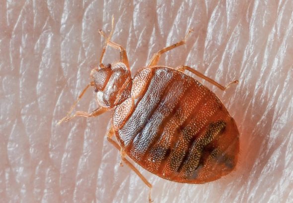 bed-bug-on-skin-1024x768