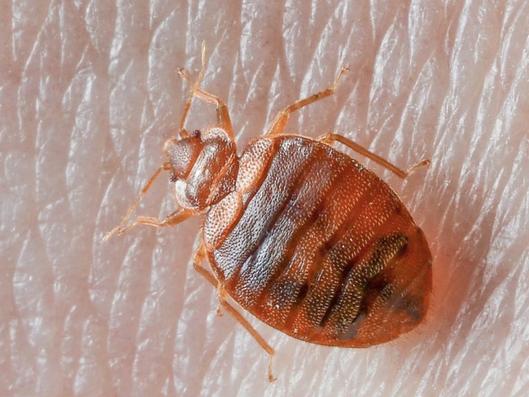bed-bug-on-skin-1024x768