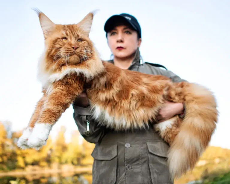 MaineCoon_ss_1784842319_Sergey-Ginak-1024x819