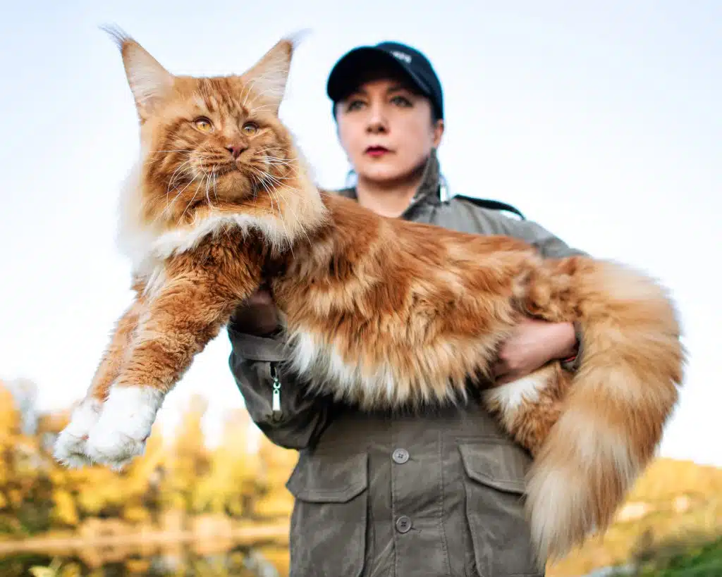 MaineCoon_ss_1784842319_Sergey-Ginak-1024x819